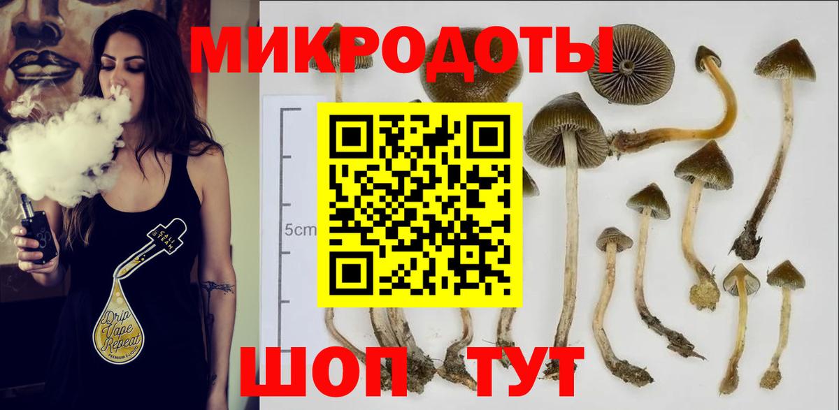 Галлюциногенные грибы Psilocybine cubensis Томск